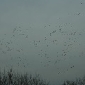 Migration d'oies blanches