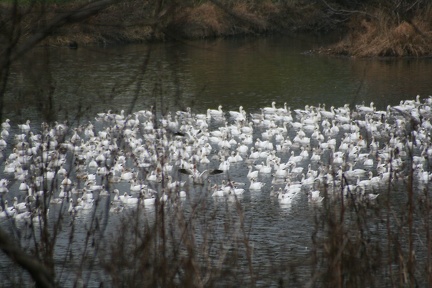 Migration d'oies blanches