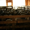 Moutons dans la bergerie