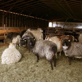 Moutons dans la bergerie