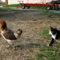 La poule et le chat