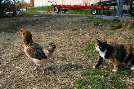 La poule et le chat