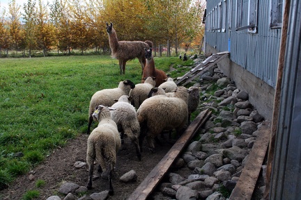 Lamas et moutons
