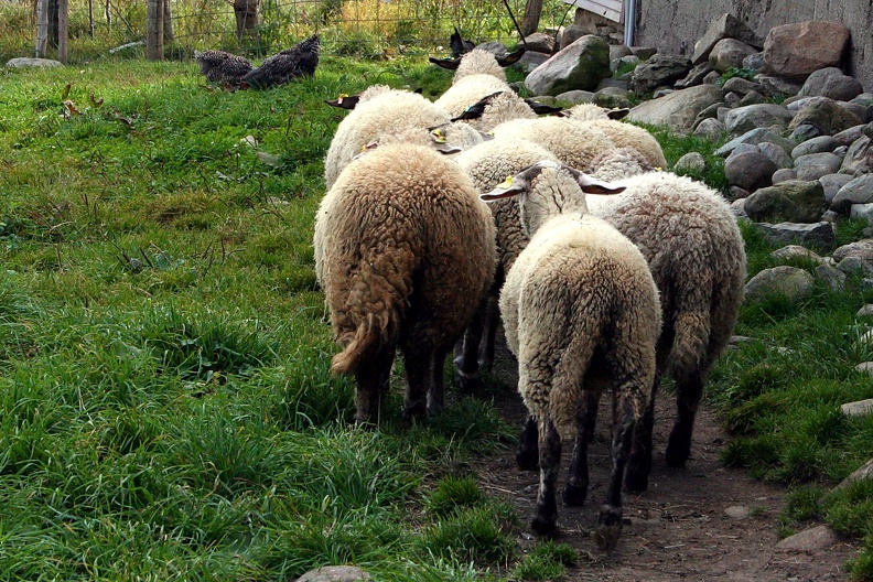 Moutons qui se suivent comme des moutons