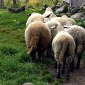 Moutons qui se suivent comme des moutons