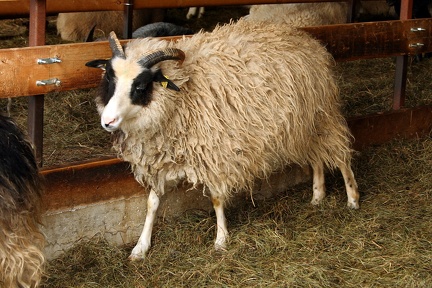 Mouton qui se frotte sur la clôture
