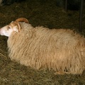 Mouton couché
