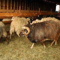 Moutons