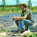 Jean-Martin (un des proprios) qui coupe les racines de l'ail