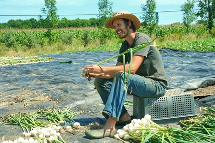 Jean-Martin (un des proprios) qui coupe les racines de l'ail