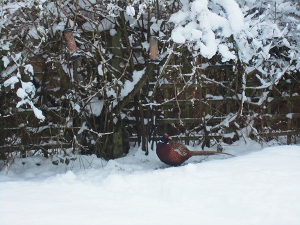 Un faisan dans la neige