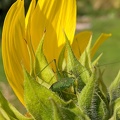 Sauterelle sur fleur de tournesol