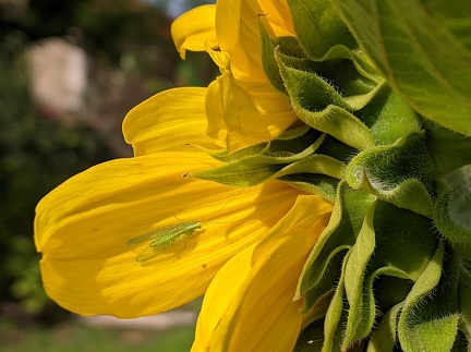 Chrysope (ou pas?) sur fleur de tournesol