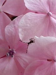 Bébette sur fleur d'hortensias