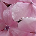 Bébette sur fleur d'hortensias