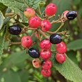 Fruits de viorne lantane (Viburnum lantana)