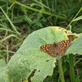 Papillon Tircis sur feuille de courge