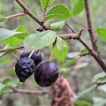 Prunellier aka Épine noire (Prunus spinosa)