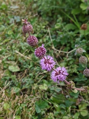 Menthe pouliot (Mentha pulegium) en fleurs