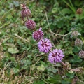 Menthe pouliot (Mentha pulegium) en fleurs