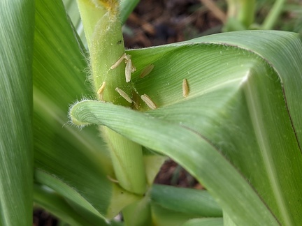Fleurs mâles de maïs tombées au creux d'une feuille