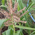 Panicule (inflorescence mâle) de maïs